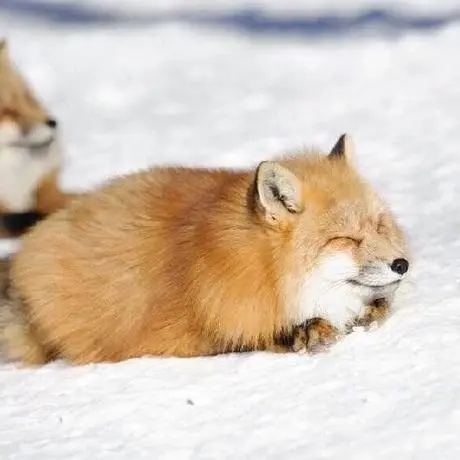 Network error, image failed to load.